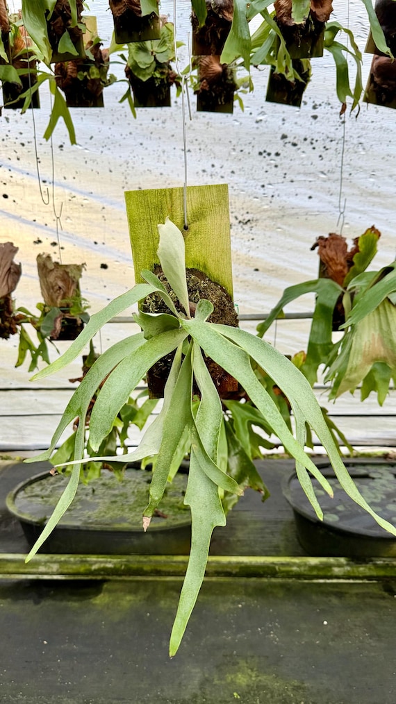 ESTABLISHED Platycerium Veitchii Lemoinei (australia) on Plaque - Etsy