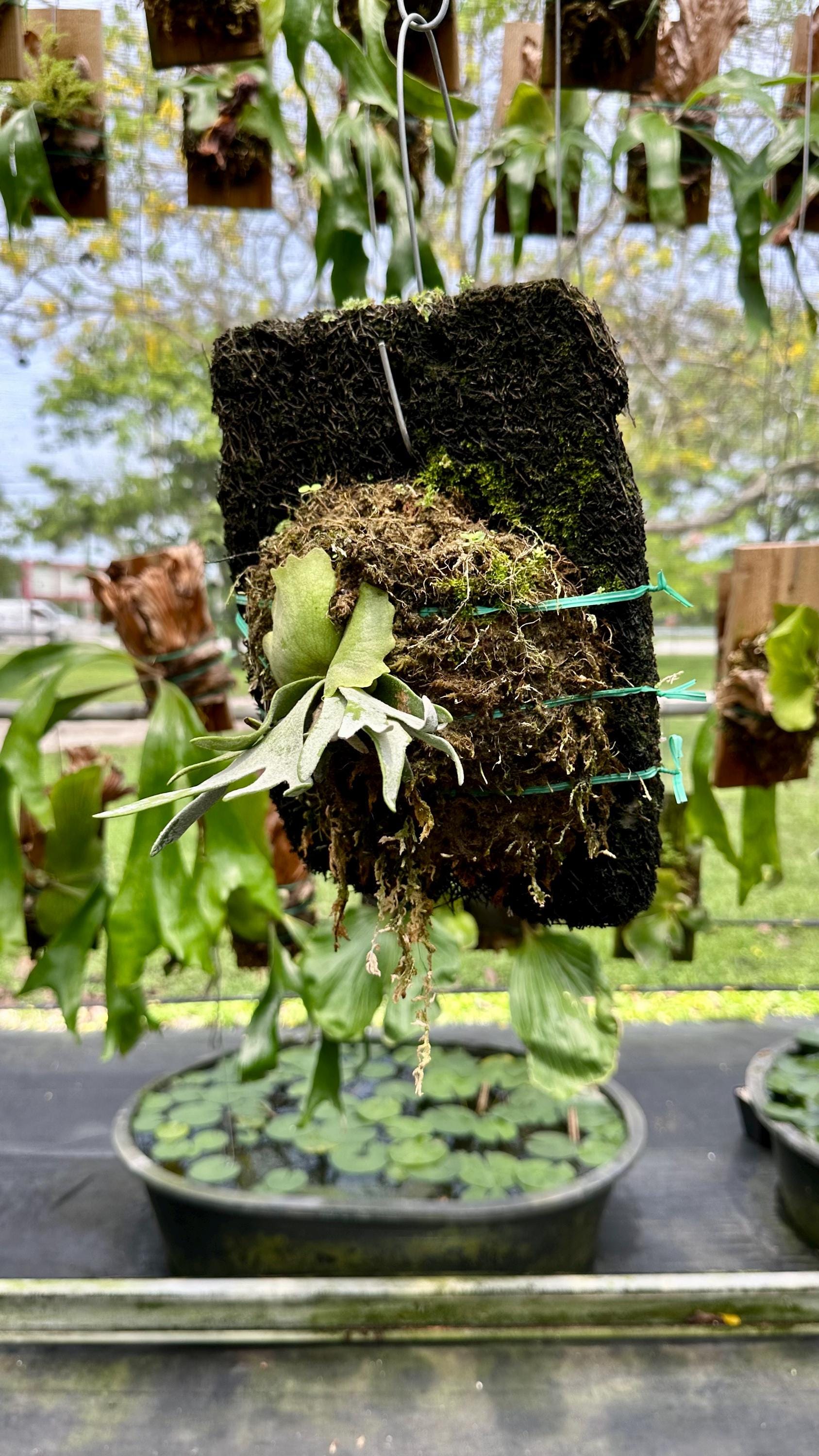 ESTABLISHED Platycerium Willinckii 'jade Girl' Dwarf on Treefern