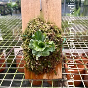 Platycerium Superbum Dwarf - Etsy