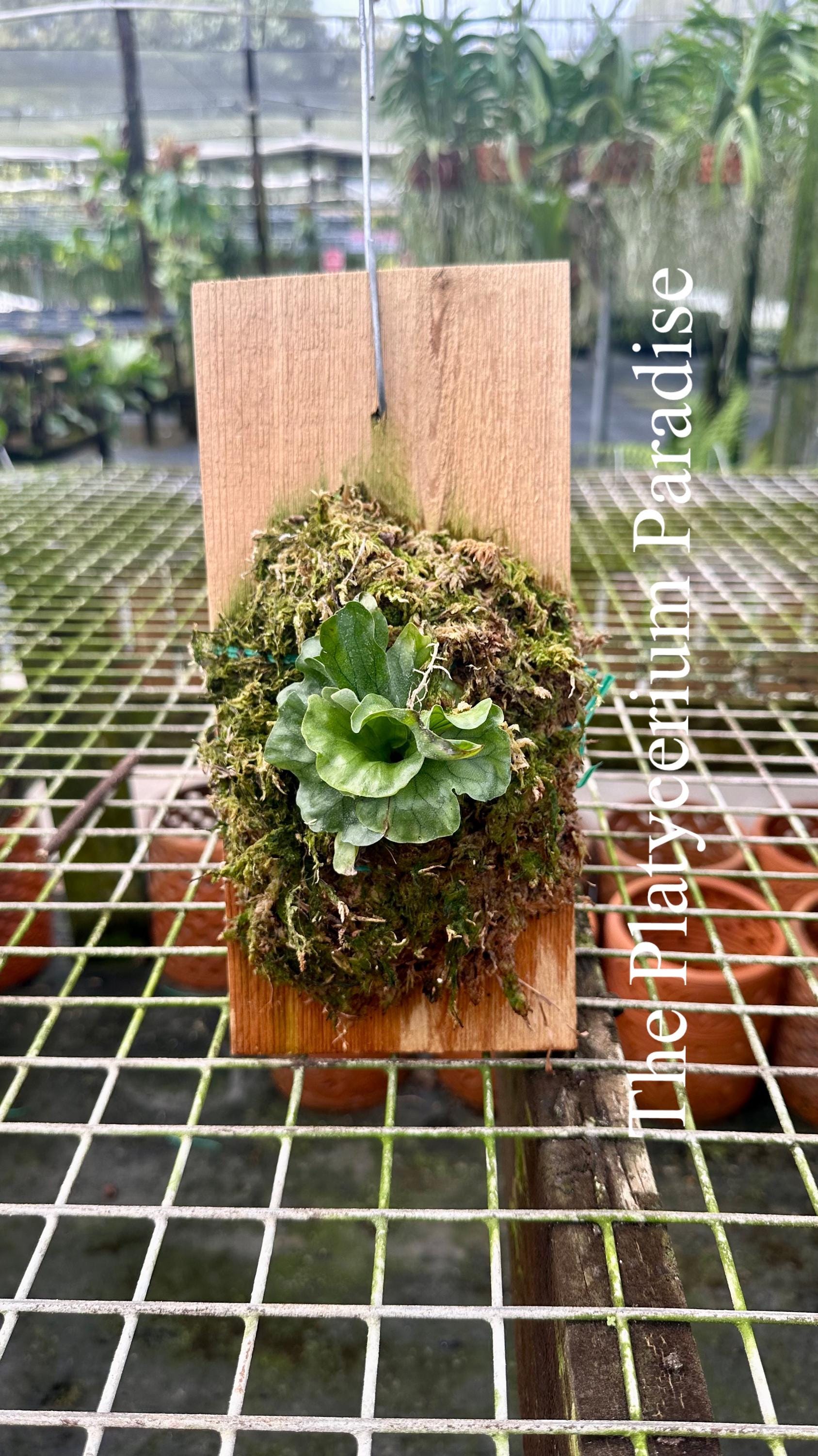 Platycerium Superbum Dwarf - Etsy