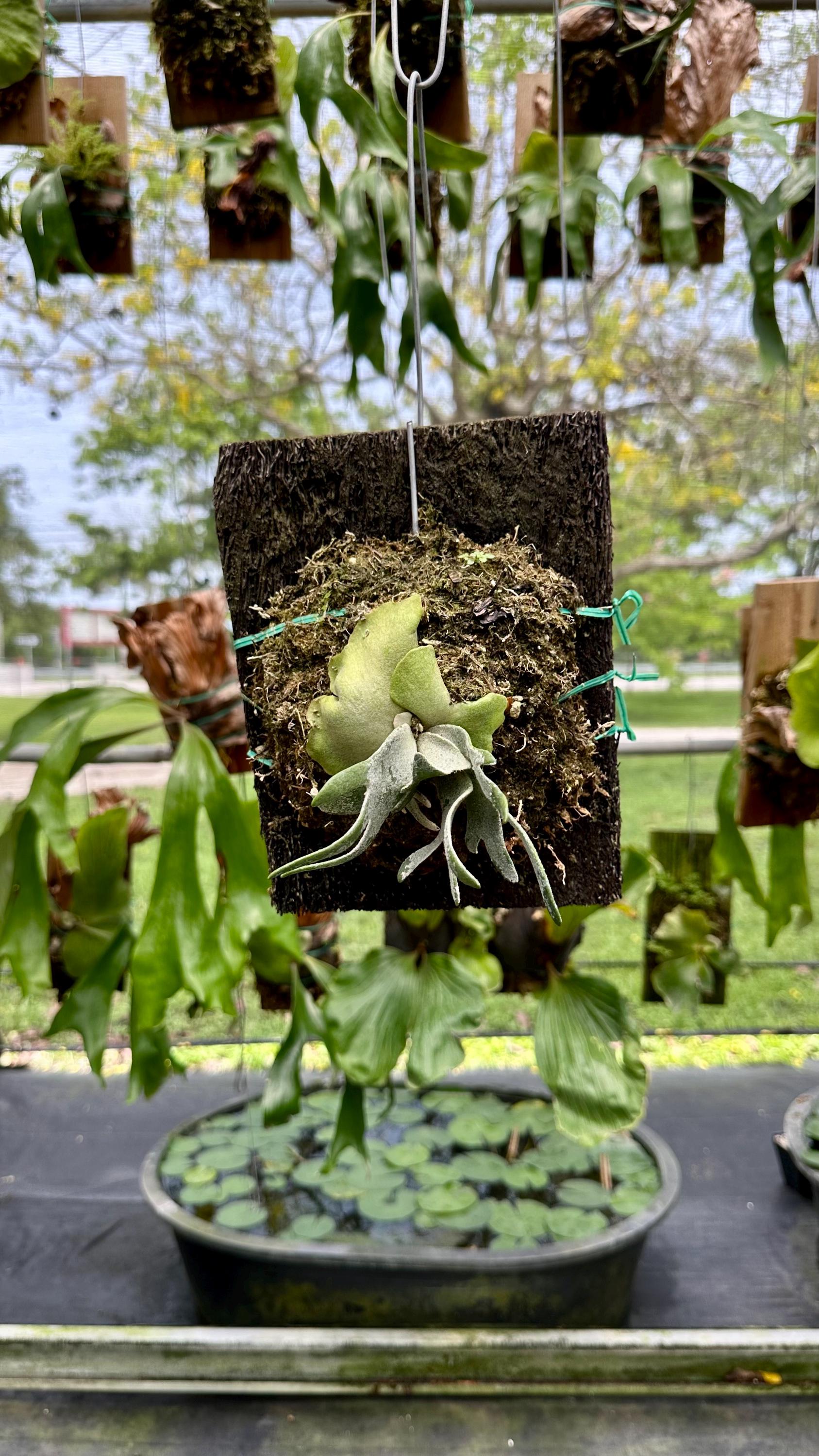 ESTABLISHED Platycerium Willinckii 'jade Girl' Dwarf on Treefern