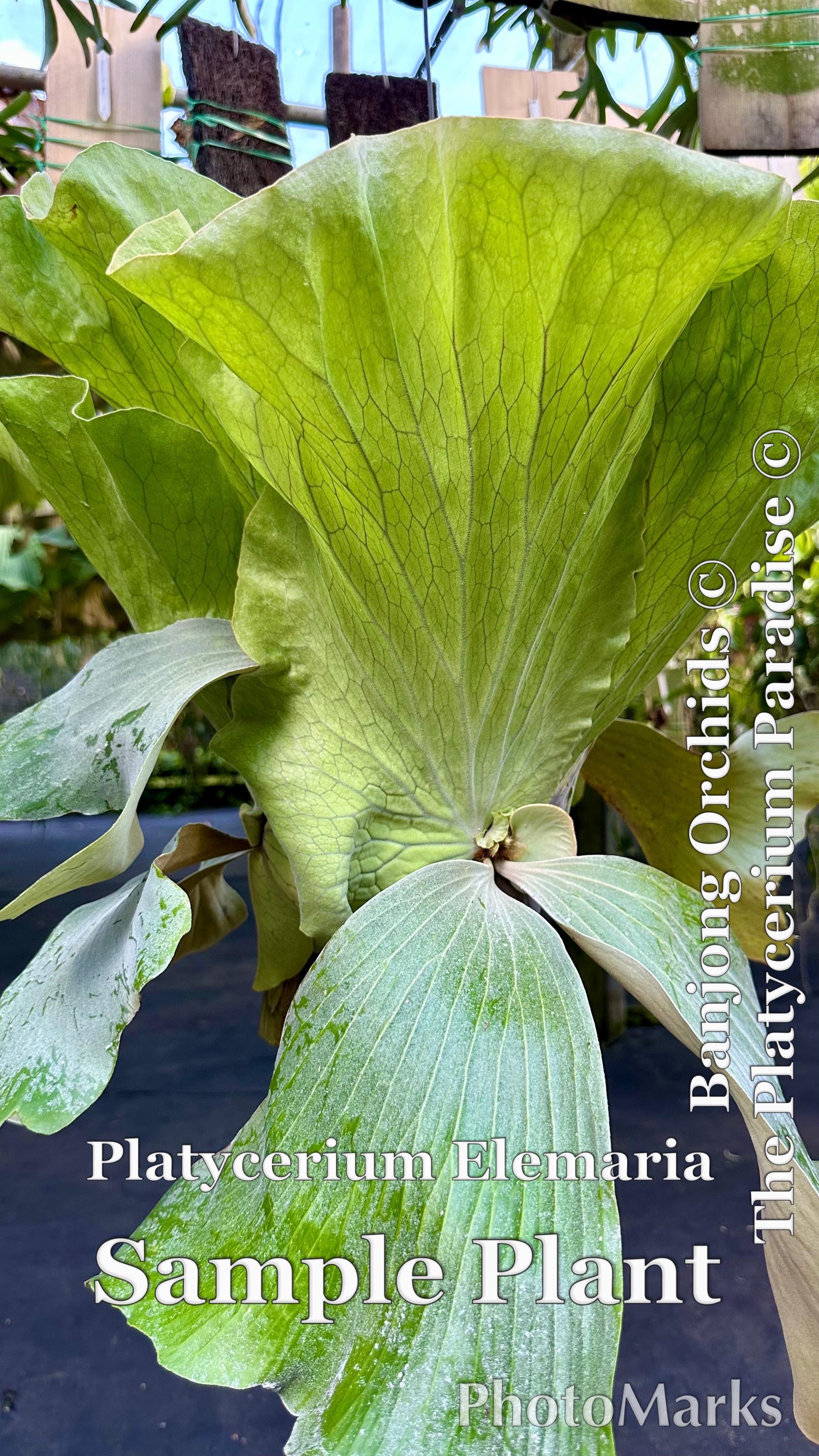 ESTABLISHED Platycerium Elemaria (hybrid) on Plaque - Etsy