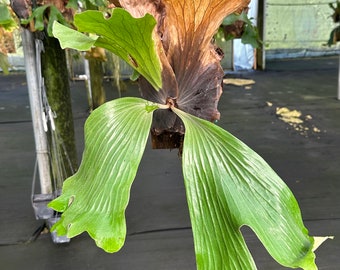 P.Neptune (stemaria x elephantotis)②　@bikamori.com ネプチューン ESTABLISHED Platycerium Neptune (Hybrid) on Plaque