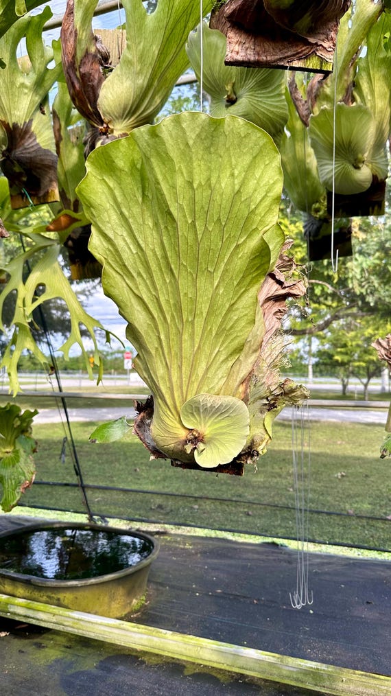 P.elephantotis④　@bikamori.com ビカクシダ ④ @ ビカクシダ