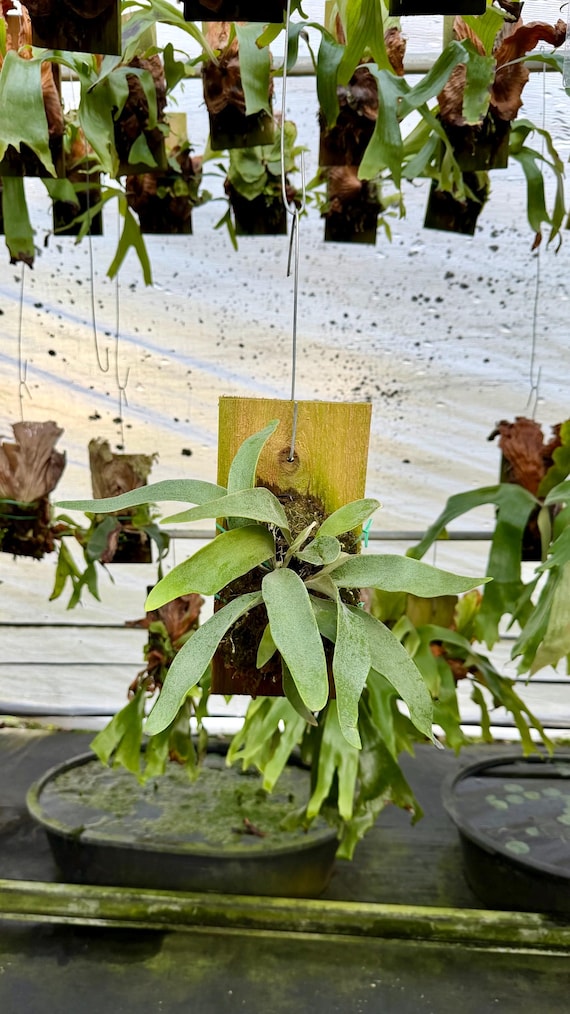 ESTABLISHED P veitchii 'Lemoinei' DRB special edition pup