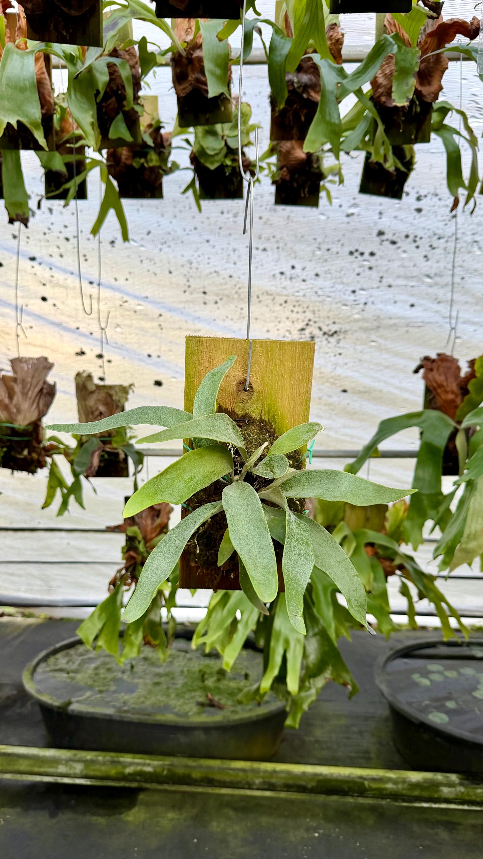 ESTABLISHED Platycerium Veitchii Lemoinei (australia) on Plaque - Etsy