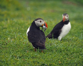 Pair of Puffins from Skomer digital download