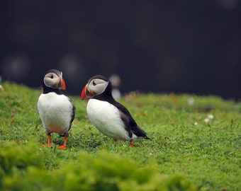 Pair of Puffins from Skomer digital download