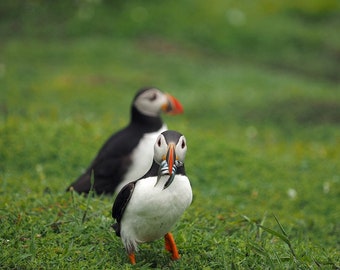 Pair of Puffins from Skomer digital download