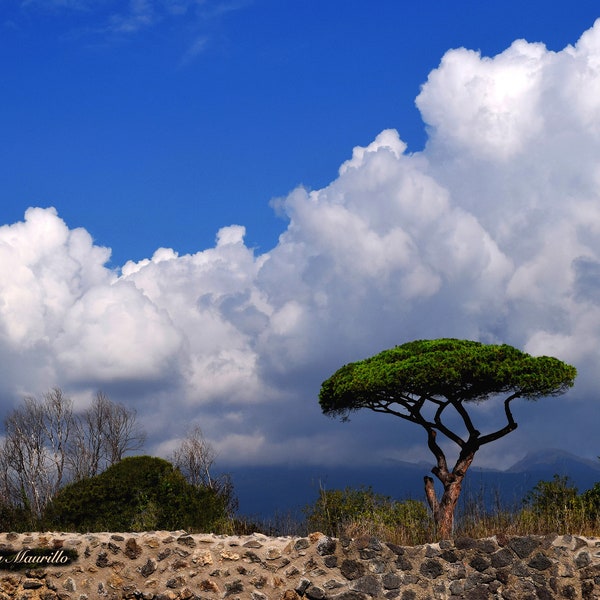Stone Pine Tree: Pompeii