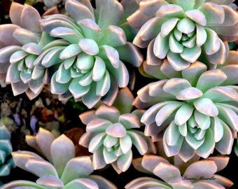 Sierra Azul 3 -- succulents, plants, flower, green, California, gyptosedum, still life