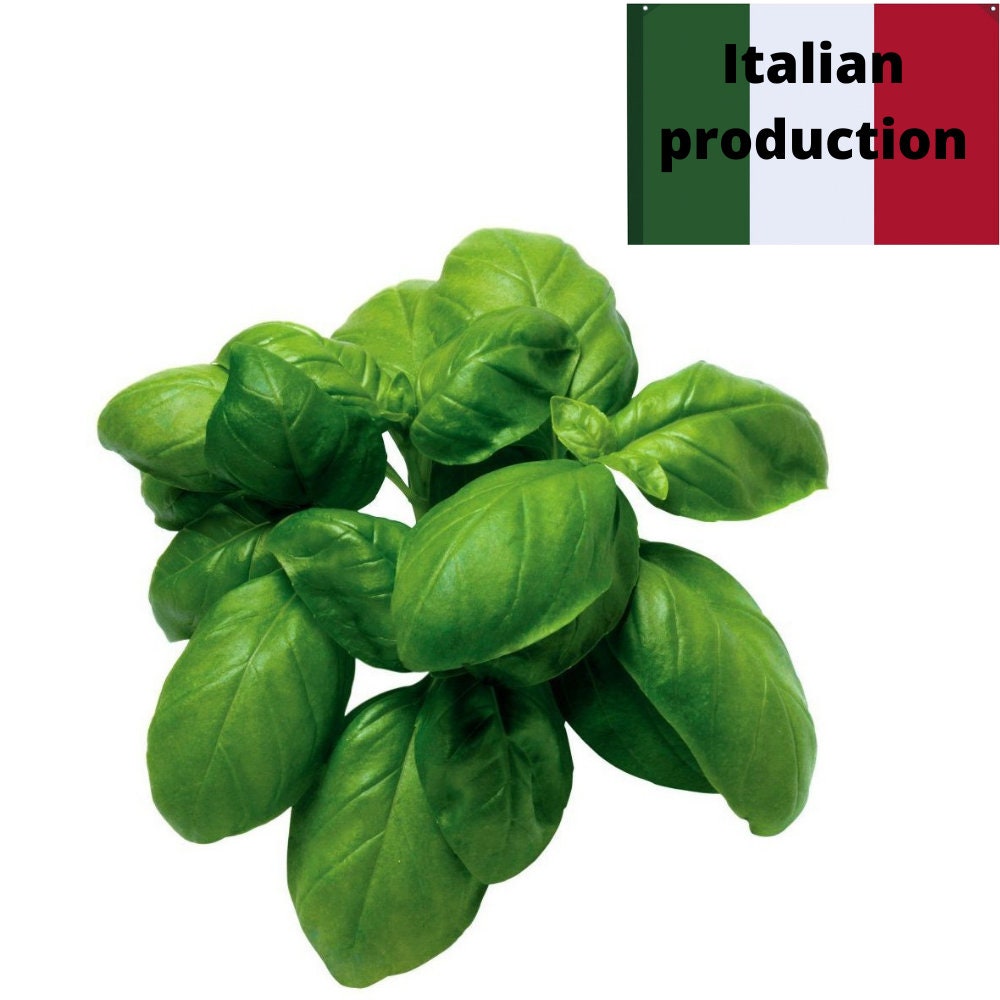 Basil UK 500 Vegetable Seeds Pack Basil Thyme Rocket Herbs Chives Italian Leaf 