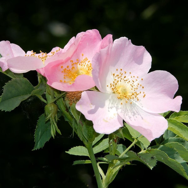 Semillas de rosa mosqueta de alta germinación, planta exuberante con vegetación exuberante y llena de flores con múltiples beneficios