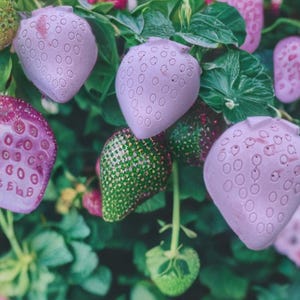 May include: Close-up of a strawberry plant with various stages of fruit development. Some strawberries are a pale pink color with small, evenly spaced indentations. Others are green or deep red, surrounded by green leaves.
