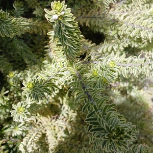 Live Coast Rosemary / Morning light Westringia Fruticosa, One gallon pot image 8