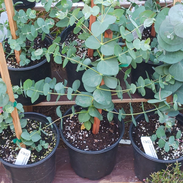Live Eucalyptus Plant Etsy