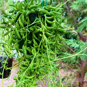 Live Curio Radicans (long 6&quot; pot  or short 4&quot; pot) / Strings of Bananas