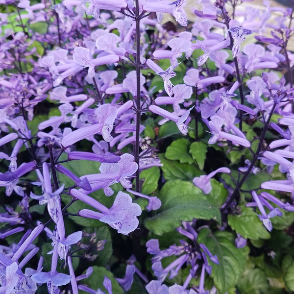 No Blooming now!  Live Spur Flower / Lavender spur flower / Plectranthus