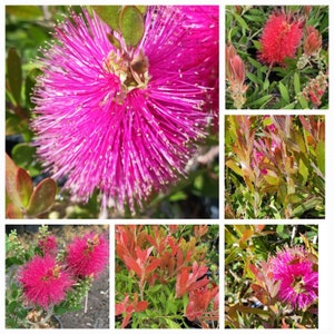 Blooming with more buds! Live Lemon Bottlebrush/ Crimson Bottlebrush/ Callistemon Citrinus ( red / pink)  come with a one-gallon pot .