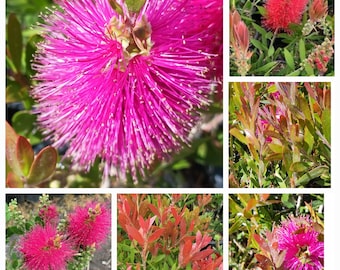 Blooming with more buds! Live Lemon Bottlebrush/ Crimson Bottlebrush/ Callistemon Citrinus ( red / pink:sold out)