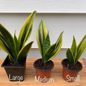 Live Snake plant / Golden Flame snake plant/ Sansevieria Trifasciata