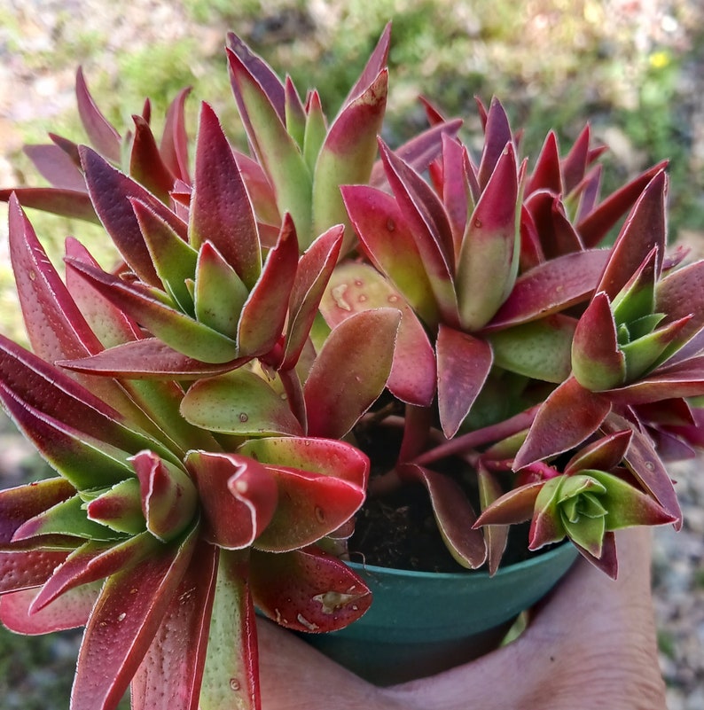 Live Red Pagoda / Crassula Capitella 4in pot image 2