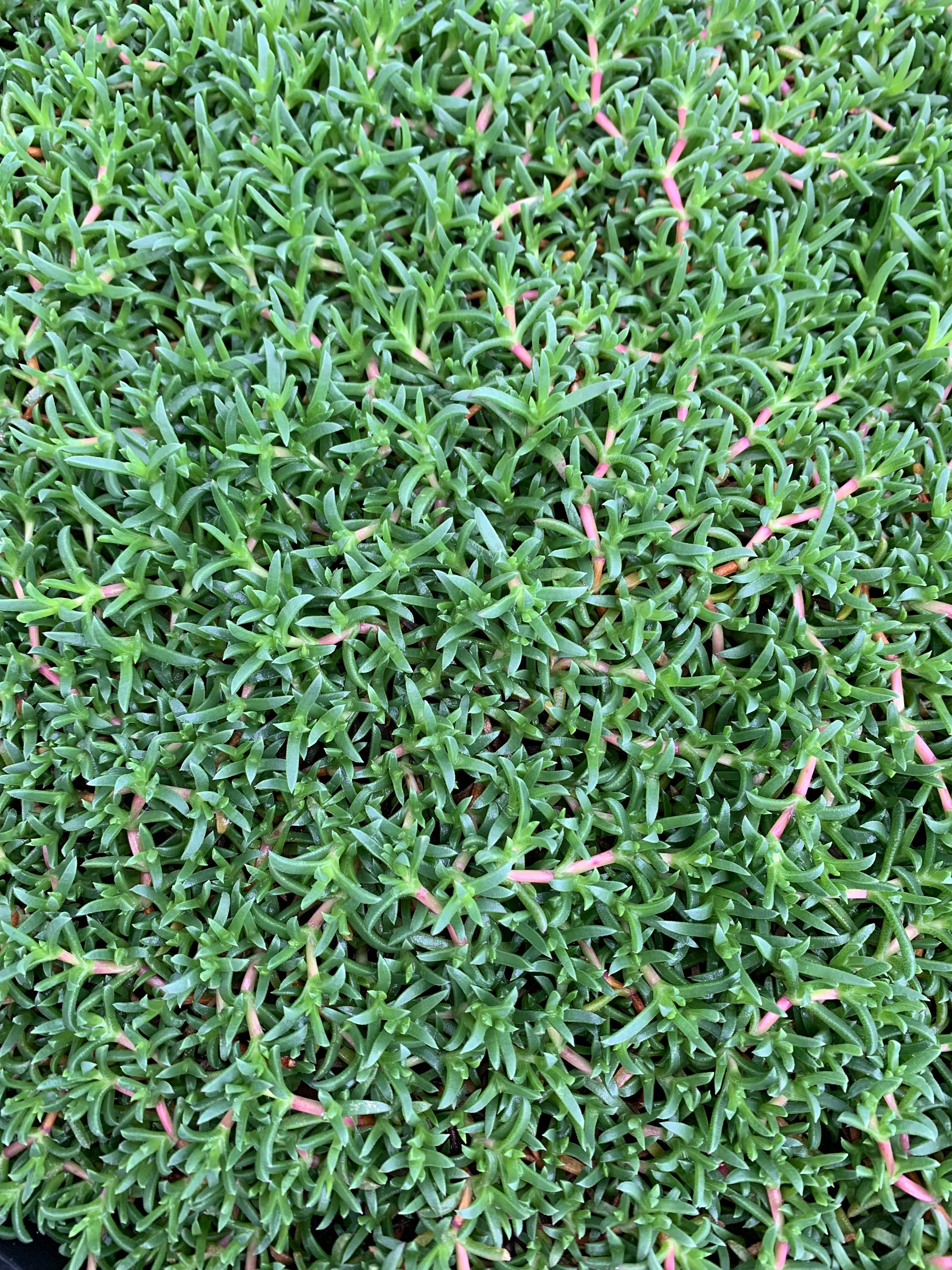 Ruschia Nana Dwarf Carpet Of Stars For Sale