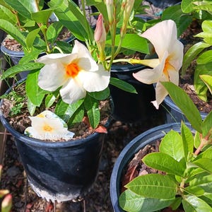 Live Mandevilla ( Hot pink/ Red/ White /Light Pink/ Peach ) come with a one-gallon pot.