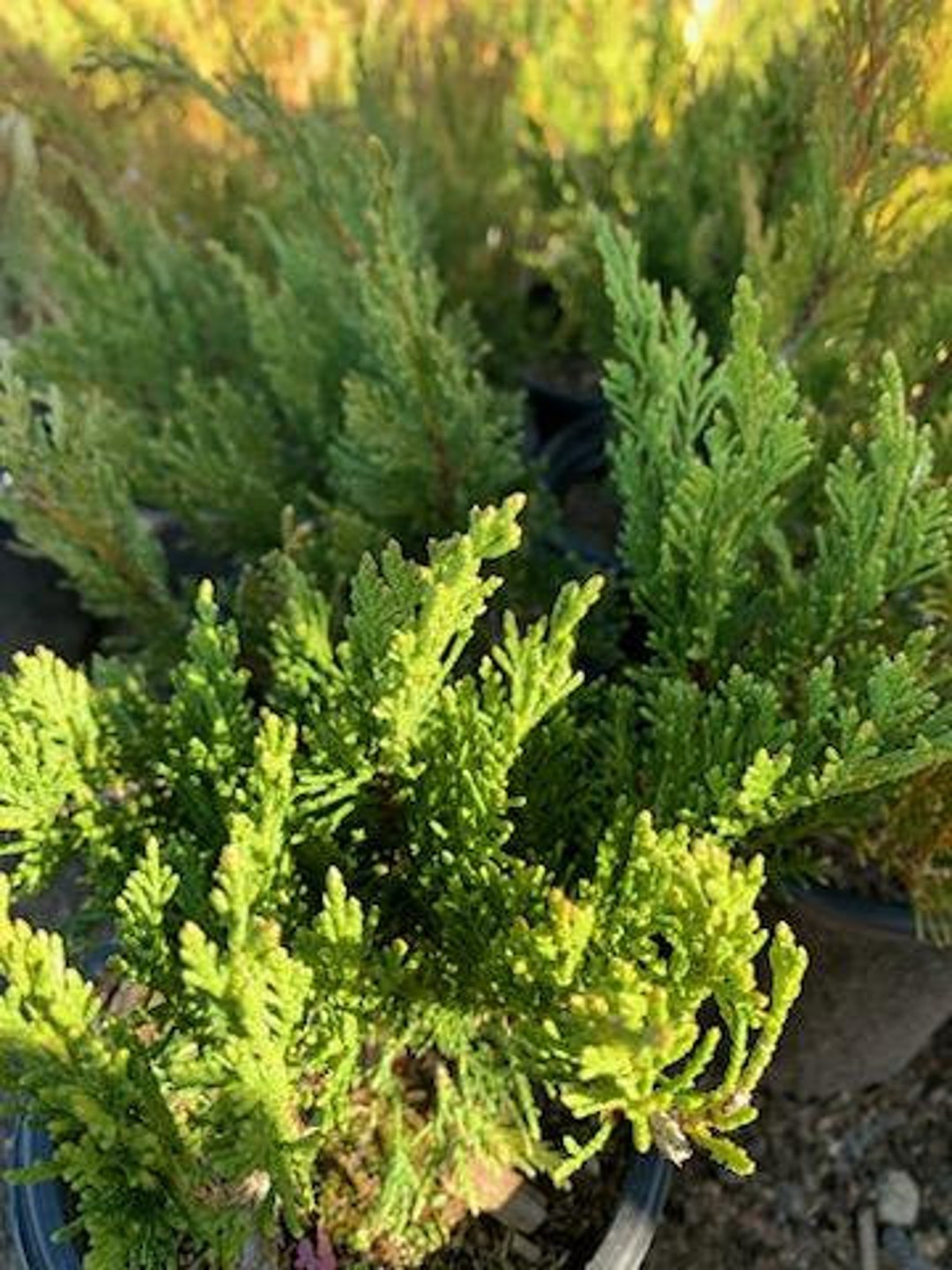 Live Tam Juniper Come With a One-gallon Pot. - Etsy