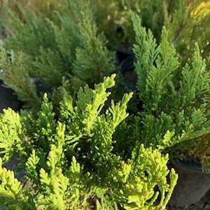 May include: A close-up of a green juniper bush with feathery foliage. The bush is potted and ready for planting.