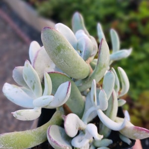 Live Silver Dollar Jade plant / succulents