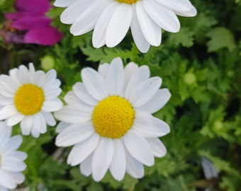 Chrysanthemum “ Snowland”