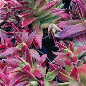 Live Red Pagoda / Crassula Capitella 4in pot image 6