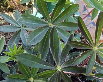 Lupine plant mixed