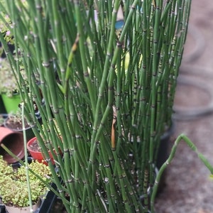 Live Rough Horsetail/ Equisetum Hyemale ( 4inch pot ( small ) / 1 gallon)