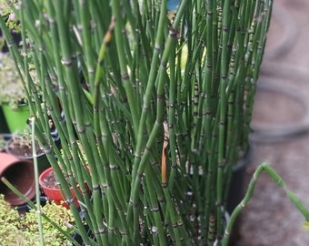 Live Rough Horsetail/ Equisetum Hyemale ( no pot ( small ) / 1 gallon)