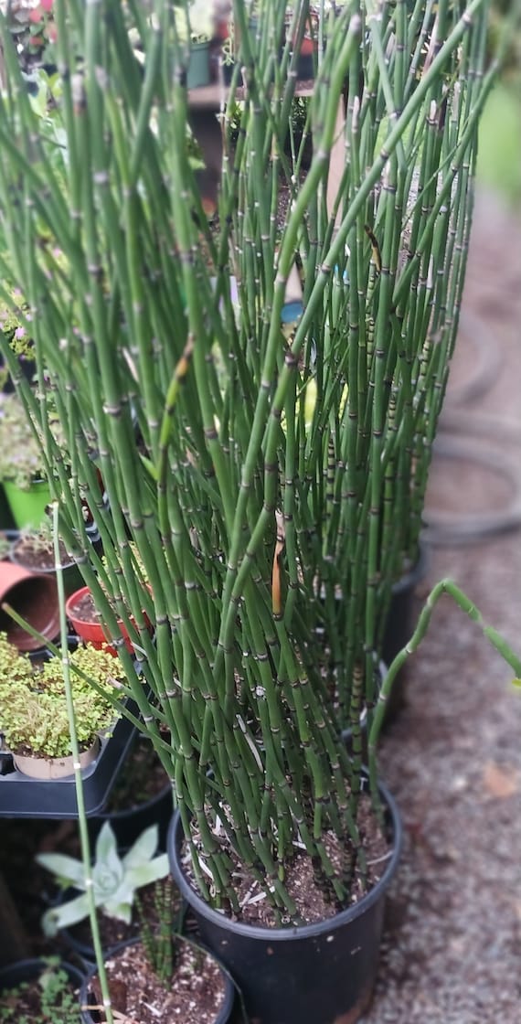Live Rough Horsetail/ Equisetum Hyemale ( 4inch Pot Small ) (1gallon).or (5  Gallon) - Etsy