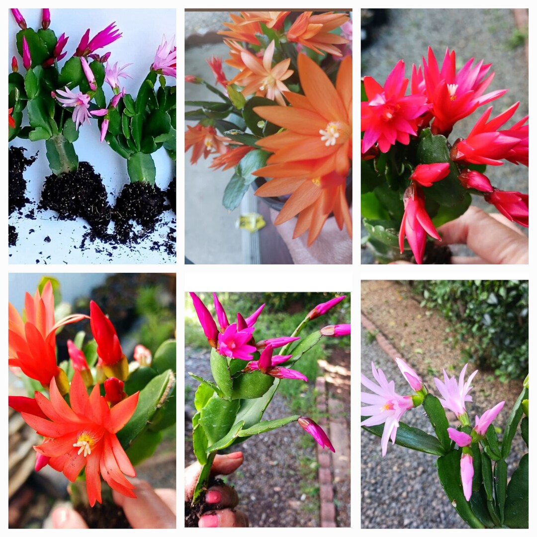 Root A Spring Cactus No Session Blooms Spring Cactus! 1 Stemmed Root No Pot Beautiful . - Etsy
