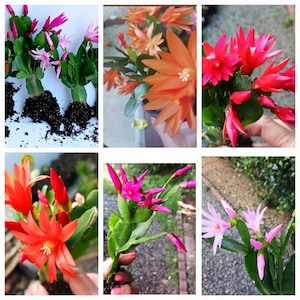 May include: A collection of six images showcasing different varieties of Christmas cactus plants in bloom. The plants feature vibrant pink, red, and orange flowers with green stems and leaves.