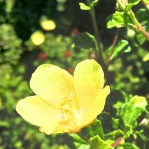 Live plant  yellow  Mallow  pavonia  praemorsa  beautiful flowers