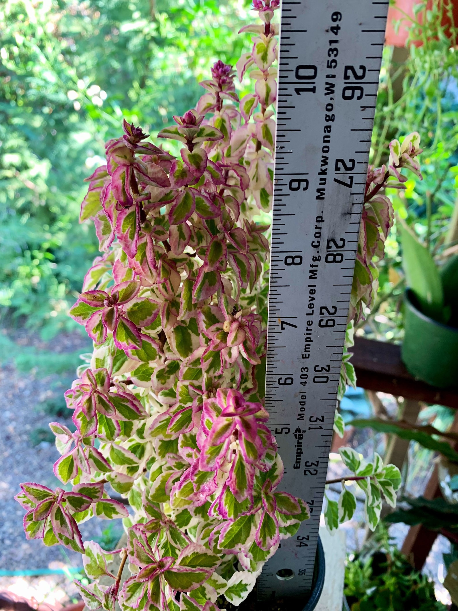 Live Candy Kisses Plant/ Hemizygia / Syncolostemon Etsy