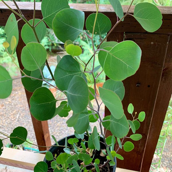 Live Eucalyptus Plant Etsy
