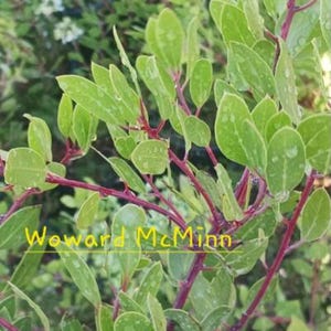 Manzanita plants: Dr. Hurd or Howard McMinn varieties, One Gallon pot