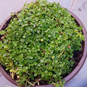 May include: A close-up of a potted plant with small, green leaves. The plant is growing densely in a brown pot.