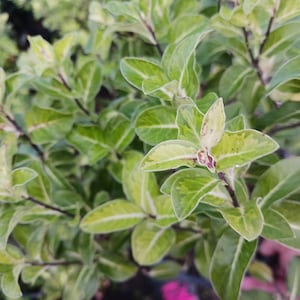 Pittosporum tenuifolium gold star come with a one-gallon pot.