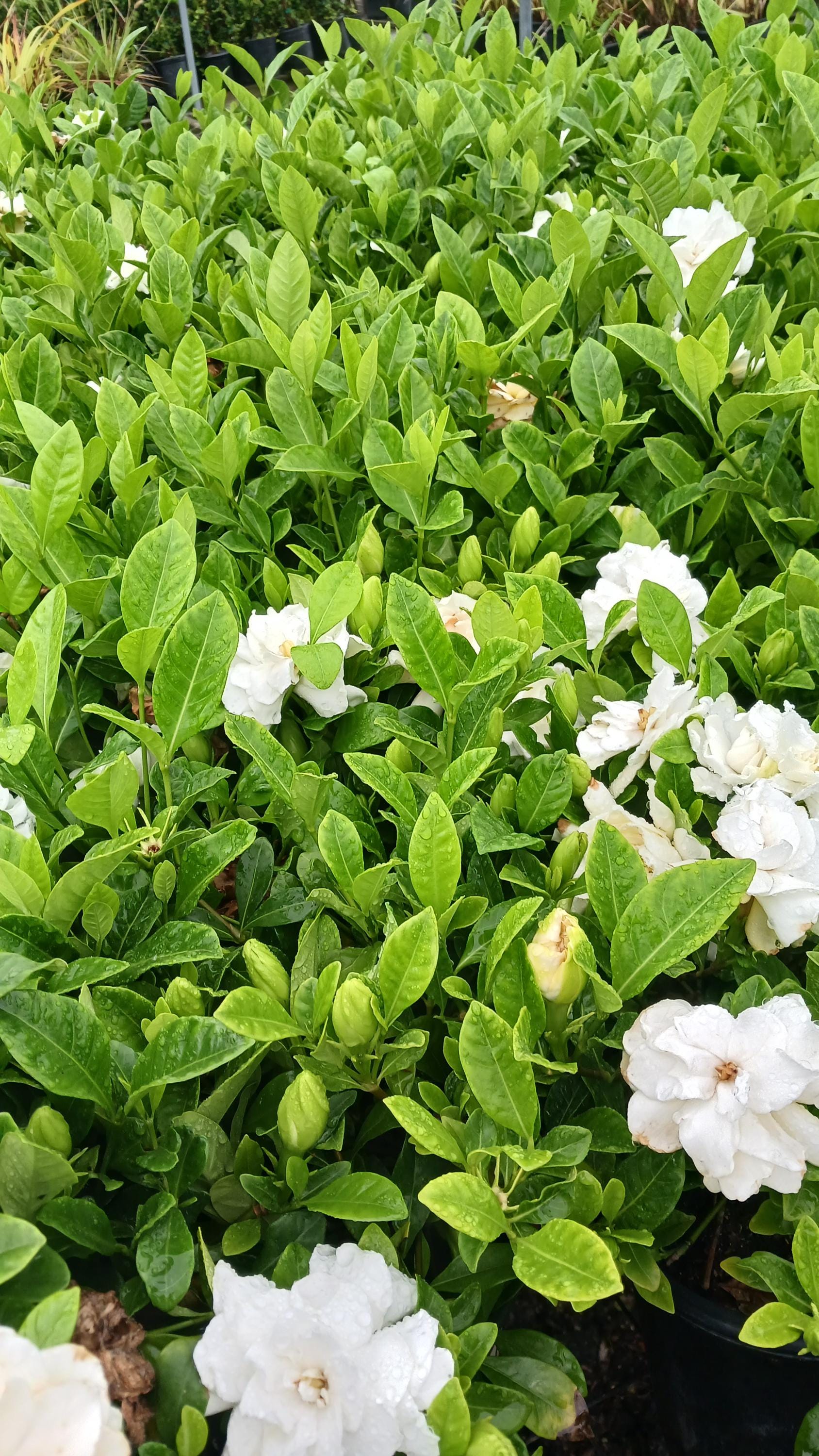 Live Gardenia / Cape Jasmine, One Gallon Pot - Etsy