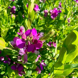 Blooming! Sweet Pea shrub come with a one-gallon pot