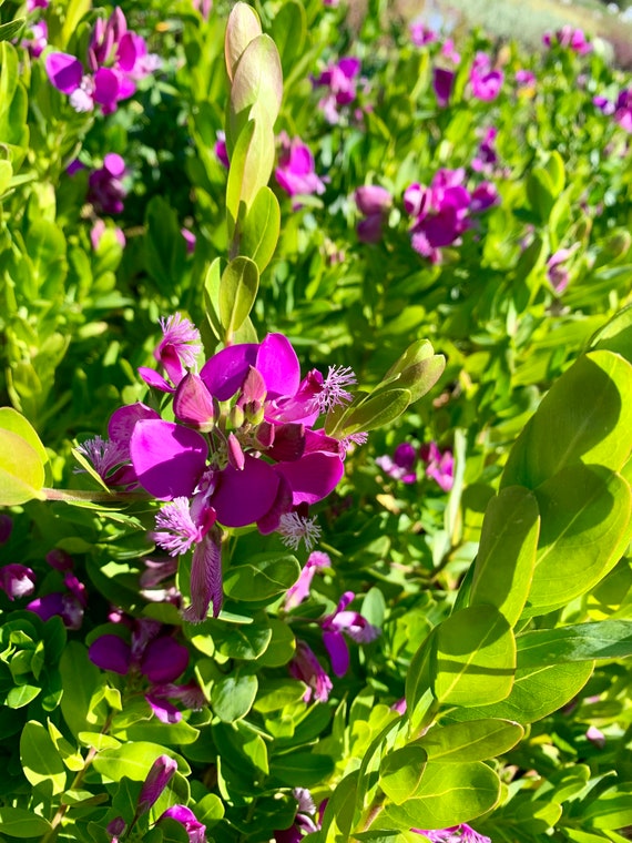 Blooming! Sweet Pea Shrub Come With a One-gallon Pot - Etsy