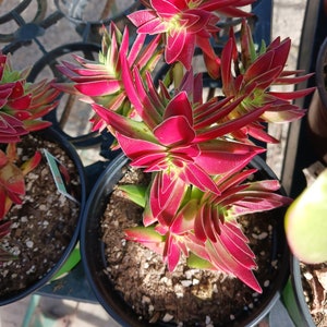 Live Red Pagoda / Crassula Capitella 4in pot image 3