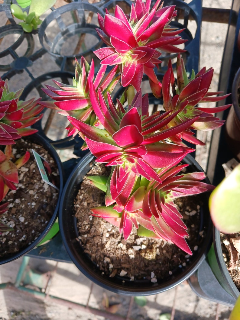 Live Red Pagoda / Crassula Capitella 4in pot image 3